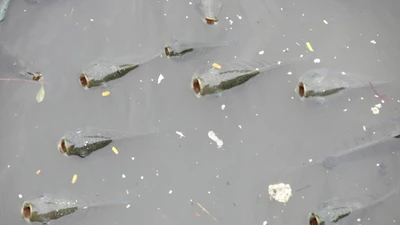 Cá lại ngóc đầu dày đặc trên kênh Nhiêu Lộc-Thị Nghè