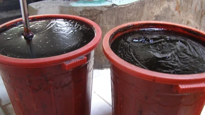 Sản xuất tương cà nhưng không có… cà