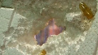 Sự thật bất ngờ về dầu cá Omega-3 'ăn' thủng tấm xốp