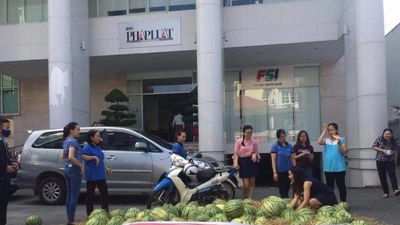 Báo Pháp Luật TP.HCM tiếp sức 'giải cứu' dưa hấu