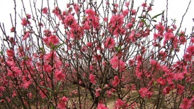 10 loại hoa mang lại may mắn, tài lộc ngày Tết