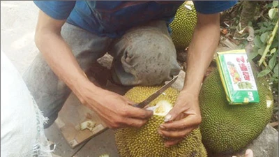 Cận cảnh 'công nghệ' khoét lỗ đổ hóa chất ép mít chín siêu tốc