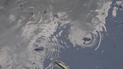 Tìm loại cá thích hợp với kênh Nhiêu Lộc- Thị Nghè