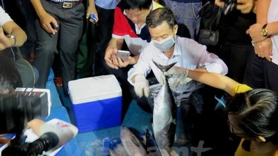 Lập hội đồng khoa học quốc gia để tìm nguyên nhân cá chết