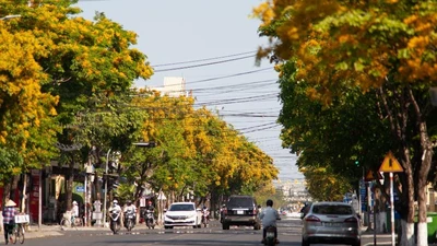 Ngắm hoa sưa vàng rực phố Tam Kỳ