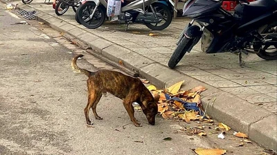 Thời gian qua, các địa phương tăng cường xử lý chó thả rông nơi công cộng nhưng tình trạng này vẫn còn. Ảnh: THANH TIỀN