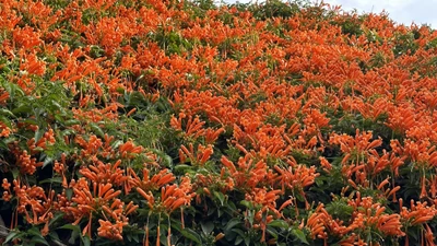 Tiệm tạp hoá phủ kín hoa chùm ớt trên quốc lộ 20 'hớp hồn' nhiều người 