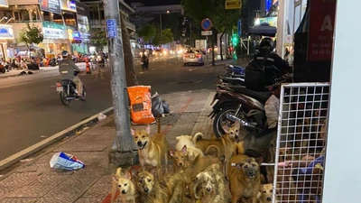 Khốn khổ vì nhà hàng xóm nuôi hơn 80 con chó