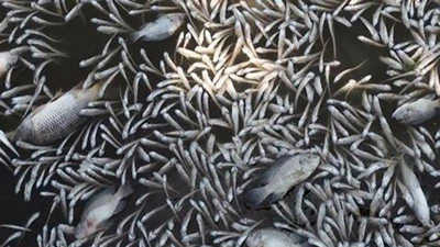  Hà Nội: Cá chết trắng xóa Hồ Tây, vì sao?