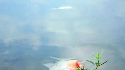 Cá chết ở hồ Linh Đàm không nhiều như báo chí đưa tin