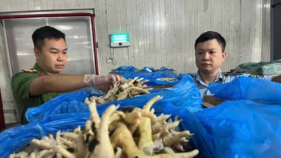 Khởi tố giám đốc buôn lậu 10.000 tấn chân gà đông lạnh