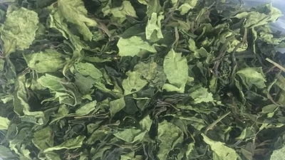 Bắt 2,5 tấn ma túy 'lá khat' cực độc tại Việt Nam