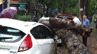Cây xanh đổ trong mưa, đè ô tô tại Hà Nội 