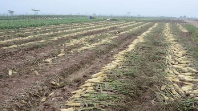 Củ cải rớt giá thảm, nông dân vứt bỏ trắng cánh đồng