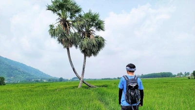 Cứu huyền thoại thốt nốt tình yêu Khedol ở Tây Ninh ​