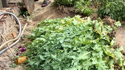 Một hộ dân trồng gần 500 cây thuốc phiện sau nhà