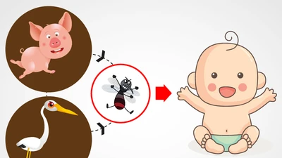 4 bước phòng dịch viêm não Nhật Bản mùa hè