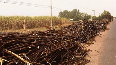 Hàng ngàn hecta mía bỗng dưng "tự cháy"
