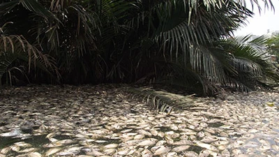 Hàng chục tấn cá chết chưa rõ nguyên nhân