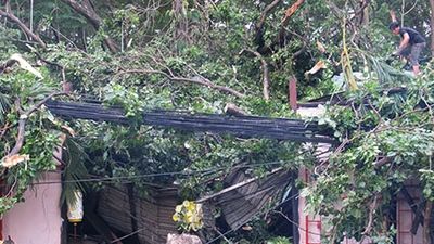Mưa lớn, cây ngã đè sập nhà hàng tại TP.HCM