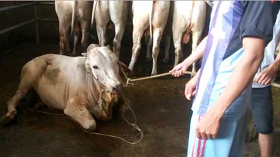 ‘Tuyên chiến’ với bò bơm nước!