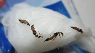 Kiến ba khoang ‘quậy’ ký túc xá