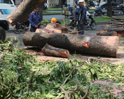 Đốn cây không quan sát khiến một người chết