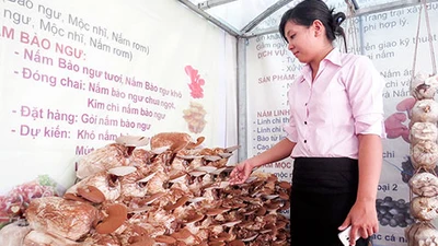 Nấm linh chi Việt thất thế trên sân nhà