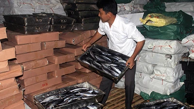 Vụ cá nục có phenol: Sẽ phải kiểm nghiệm lại