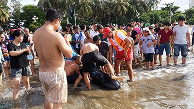 Nỗ lực cứu cá heo dạt vào biển Quy Nhơn