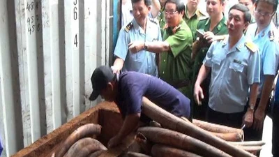 Những chiêu giấu ngà voi ‘bịt mắt’ máy soi