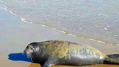 Cái chết của hải cẩu