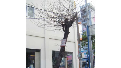 Cây chết khô sắp ngã đổ