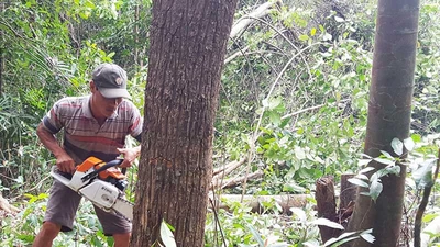 Xóa hàng trăm hecta rừng để… nuôi bò