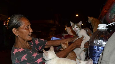 Chuyện dễ thương về ‘bà mèo’