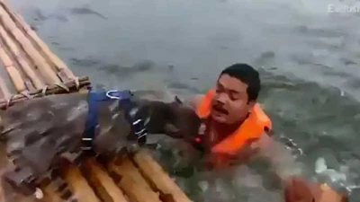 Clip: 2 chú chó hợp sức cứu chủ đang đuối nước