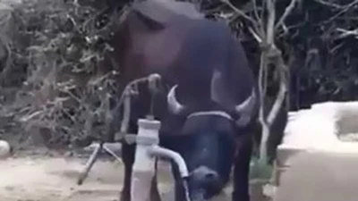 Bất ngờ với clip trâu tự bơm nước uống