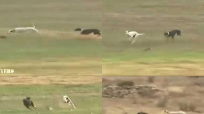 Clip: Thỏ con thoát khỏi cuộc truy đuổi của 2 chú chó 