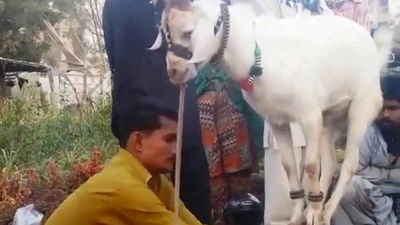 Clip: Dê 'làm xiếc', đứng 4 chân trên gậy