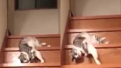 Clip: Cách đi cầu thang 'bá đạo' của mèo lười