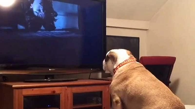 Chú chó 'mê' xem phim ma