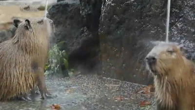 Chuột ở vườn thú được tắm... nước nóng