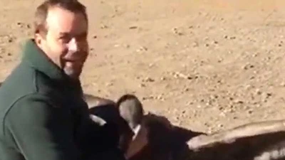 Chim ưng bay về thăm ân nhân cứu mạng lúc nhỏ