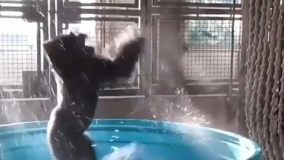 Khỉ đột phấn khích 'quẩy' trong bồn tắm 