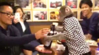 Khỉ làm phục vụ ở nhà hàng Nhật Bản