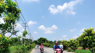 Con đường sạch mát, rợp hoa vàng ở Củ Chi