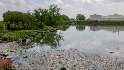 Video: Cá chết hàng loạt không rõ nguyên nhân