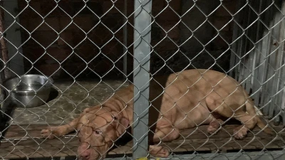 Video: Bà cụ 82 tuổi bị chó pitbull cắn chết tại chỗ