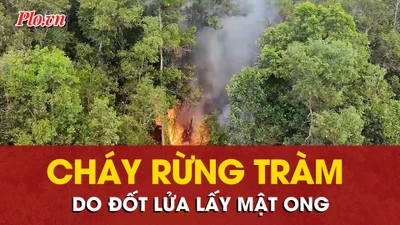 Xác định nguyên nhân cháy rừng tràm gây thiệt hại khoảng 1,5 hecta