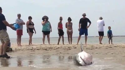 Cá mập trắng 'đi lạc' lên bờ, được giải thoát khi còn thoi thóp